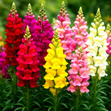6000+ SNAPDRAGON HUMINGBIRD RAINBOW MIX FLOWER SEEDS | FRAGRANT __ FREE SHIPPING Garden Plants