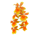 Oncidiopsis Brazilian Sun ÔSambaÕ SPIKING Yellow Orange Orchid 4Ó Pot (CJ15) Orchids