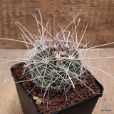 D7540 FEROCACTUS SETISPINUS pot9-H6-W7 cm MaMa Cactus Green Plant
