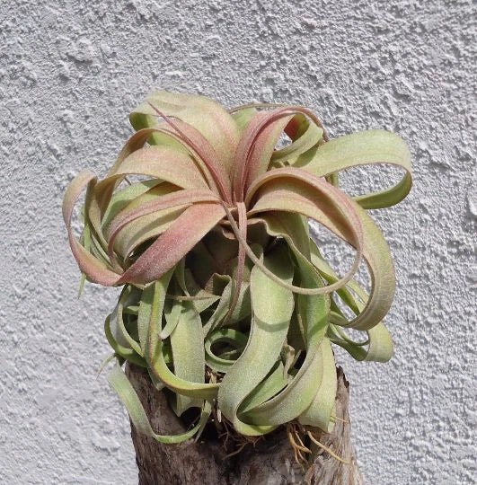 Tillandsia Streptophylla Guatemala Air Plants Green Plant