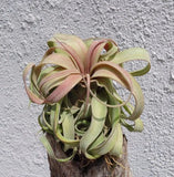 Tillandsia Streptophylla Guatemala Air Plants Green Plant