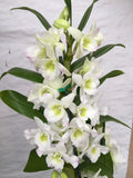 (230a6) Den Spring Dream Apollon       young plant    fragrant Orchids