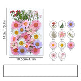37PCS Real Pressed Dried Flower Leaves collection, Daisy, Baby Breath FFS513 Dried Flower