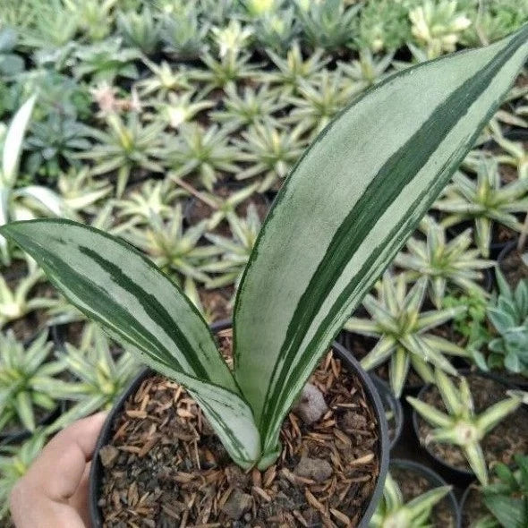 Sansevieria Brazilian Moonshine Ð Rare Silver-Green Snake Plant with Elegant Green Plant