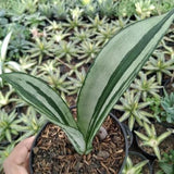 Sansevieria Brazilian Moonshine Ð Rare Silver-Green Snake Plant with Elegant Green Plant