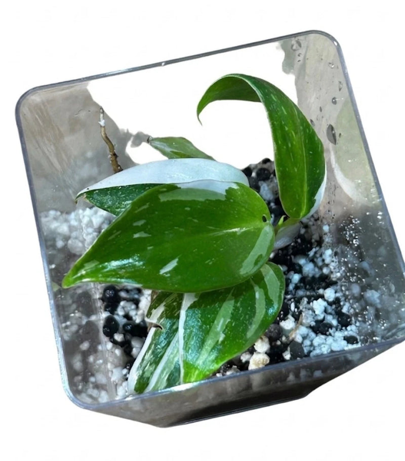 Philodendron White knight starter plant Green Plant