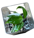 Philodendron White knight starter plant Green Plant