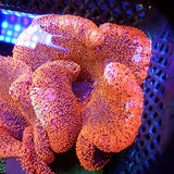 Red Pink Haddoni Carpet Anemone (6-7 inch) Anemone