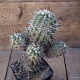 D1160 COPIAPOA COQUINBANA pot10-H21-W19 cm MaMa Cactus Green Plant