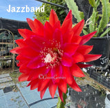 KIWI JAZZBAND Epiphyllum Orchid Cactus Succulents Orchids