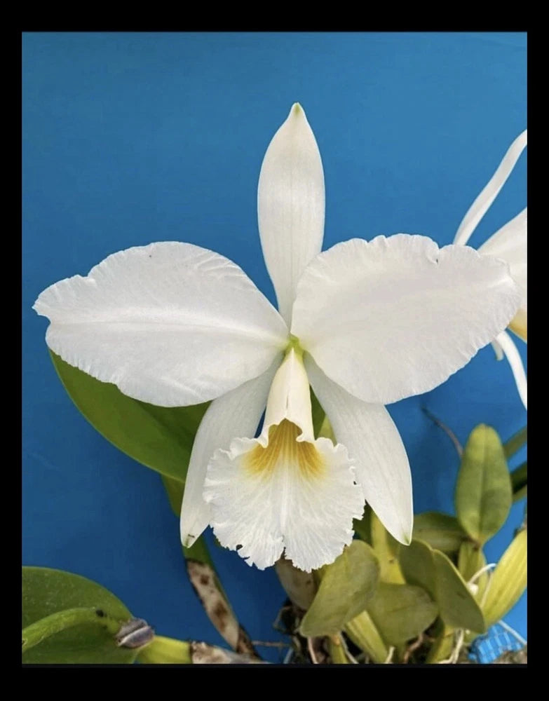 White orchid flowers with green buds and leaves, single bloom cluster