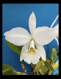 Cattleya jenmanii Alba X jenmanii Alba BS Fragrant Orchid Eros Species 4Ó Pot Orchids