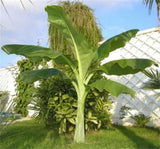 Ensete Glaucum, Snow Banana Garden MUSA Tree Massive Flower 5 Seeds Garden Plants