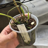 koellensteinia ionoptera Blue-purple Terrestrial Orchid Zygopetalum #2 Orchids
