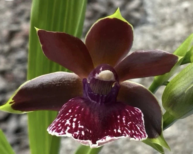 Zglm. (Louisendorf Rhein Moonlight x Z Artur Elle)  Blooming size Orchids