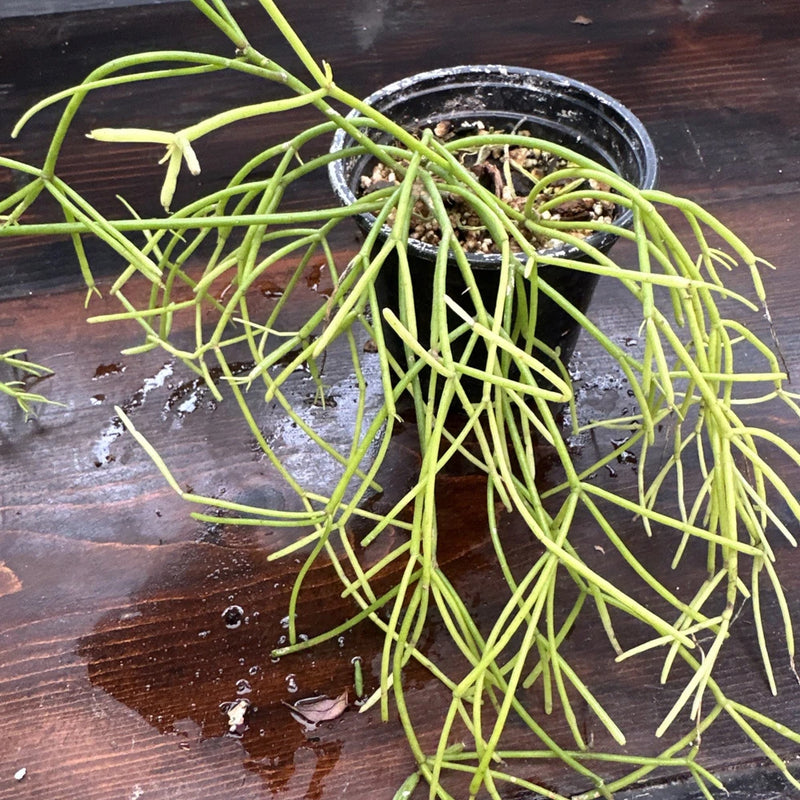 Potted Rhipsalis plant with long green trailing stems in a black pot