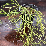 Rhipsalis Capilliaformis 4Ó Pot Exact Plant - Shipping Guarantee - ÒAÓ Orchids