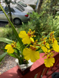 Orchid Dancing lady Plants From Hawai Live Oncidium Yellow Flowers Blooming size Orchids