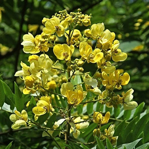 Senna Siamea 100 Seeds, Cassia Kassod, Thailand Garden, Flowering Shower Tree Flowering Plants