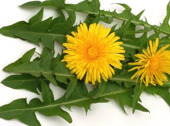 WILD & CLEAN! Dandelion FRESH SEEDS *Taraxacum Officinale *Medicinal Herb Flowering Plants