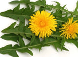 WILD & CLEAN! Dandelion FRESH SEEDS *Taraxacum Officinale *Medicinal Herb Flowering Plants