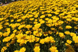 250 YELLOW DAISY Chrysanthemum Multicaule Mini Marguerite Flower Seeds *Comb S/H Daisies