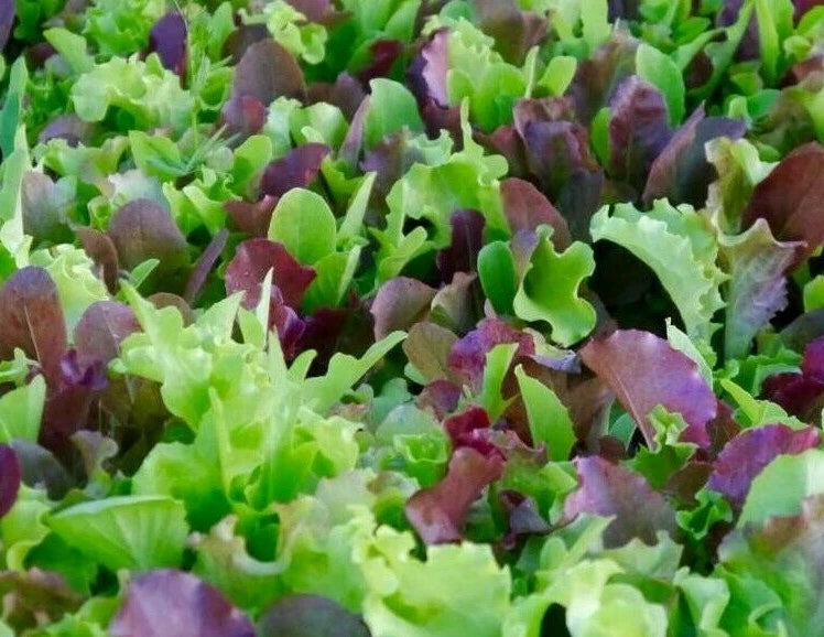 MESCLUN  MIX SEEDS 500+ lettuce KALE tatsoi Healthy GARDEN greens FREE SHIPPING Garden Plants