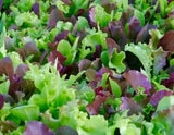 MESCLUN  MIX SEEDS 500+ lettuce KALE tatsoi Healthy GARDEN greens FREE SHIPPING Garden Plants