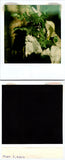 Arum Lily plant w/large bloom outside 05-02-2000 Found Polaroid Photo V0558 Lily