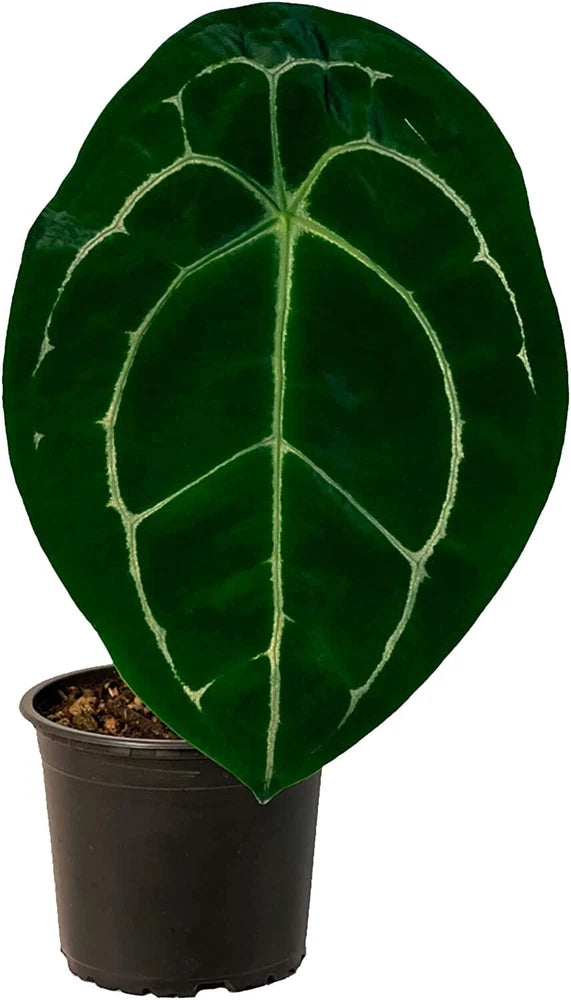 Green anthurium leaf with pale silver veins, in a black pot.