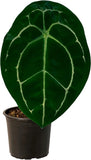 Anthurium Forgetii Silver by LEAL PLANTS ECUADOR| Anthurium Silver House plants Orchids