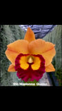 Rlc. Madonna Queen Orchids
