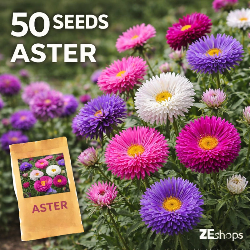 50 Mixed Color Aster Seeds Ð Double Bloom Garden Flower Annual Garden Plants