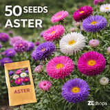50 Mixed Color Aster Seeds Ð Double Bloom Garden Flower Annual Garden Plants