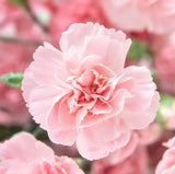 Carnation Flower Seeds for Planting, La France Pink (100 Seeds) - Easy to Grow G Carnation