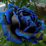 Midnight Supreme Rose Seeds - Pack 30 Seeds - Rose Flower Gardening Garden Plants