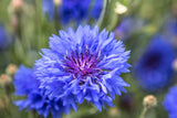 1000 Dwarf Blue BACHELORS BUTTON CORNFLOWER Centaurea Cyanus Flower Seeds Flowering Plants
