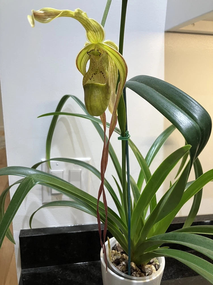 Phragmipedium Leslie Garay orchid with green slipper flower and long leaves in pot