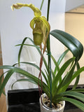 Phragmipedium Leslie Garay  (Formerly Grande) Orchids