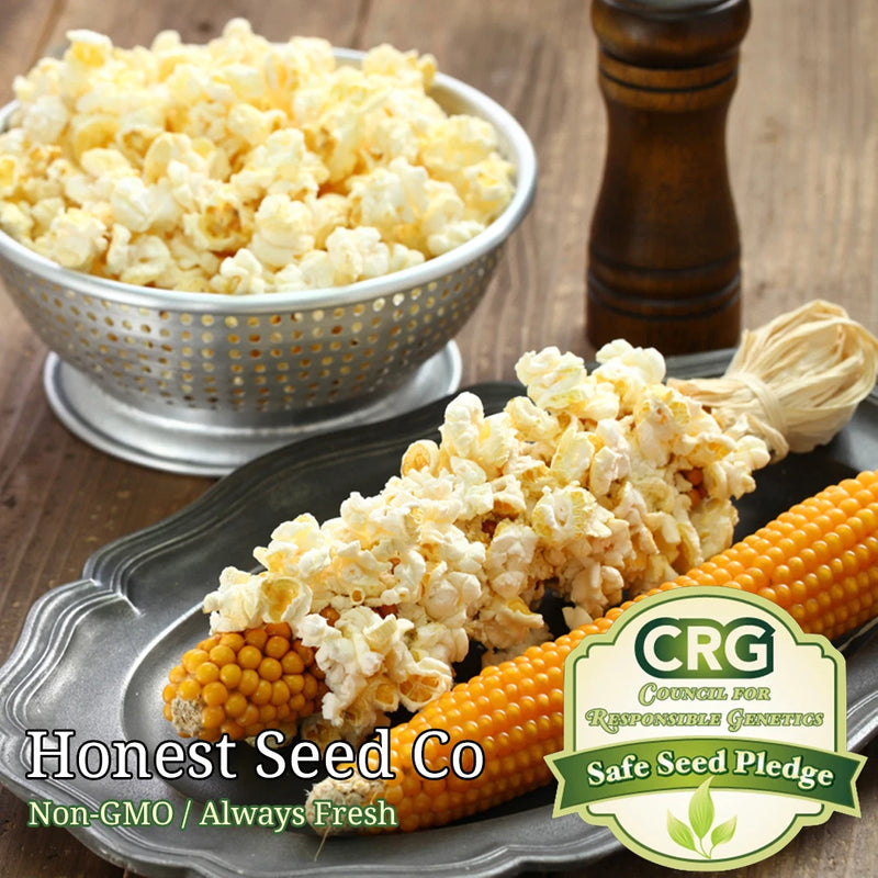 Yellow POPCORN Corn Seeds for planting | Non-GMO | UNTREATED | Bulk Garden Seeds Garden Plants