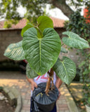 Philodendron Sodiroi Very Beauty Green Real Picture Big Size Green Plant