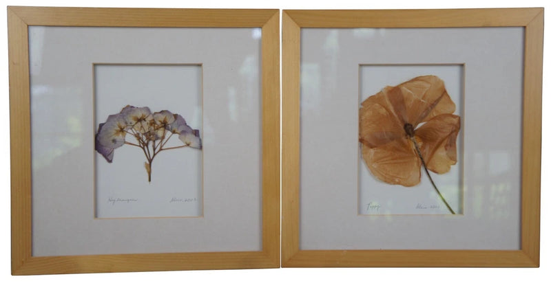 2003 Impressions by Alice Dried Framed Hydrangea Poppy Flower Botanical Art 11" Hydrangea