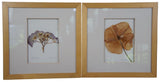 2003 Impressions by Alice Dried Framed Hydrangea Poppy Flower Botanical Art 11" Hydrangea