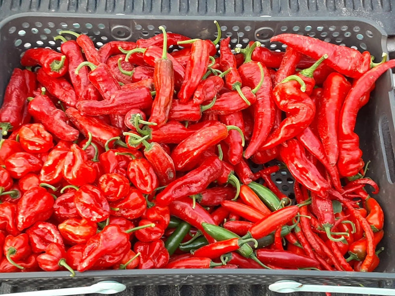 MIX Hot Chili Pepper Seeds x100 | MICHIGAN-GROWN! | Non-GMO | Organic Flowering Plants
