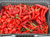 MIX Hot Chili Pepper Seeds x100 | MICHIGAN-GROWN! | Non-GMO | Organic Flowering Plants