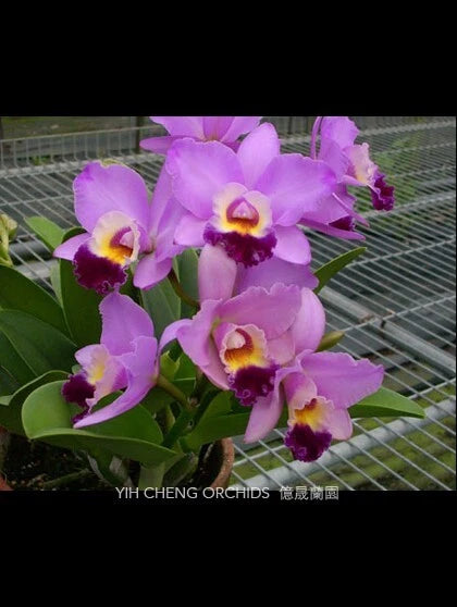 (351-1)  Pot.Creation     NBS Orchids