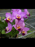 (351-1)  Pot.Creation     NBS Orchids