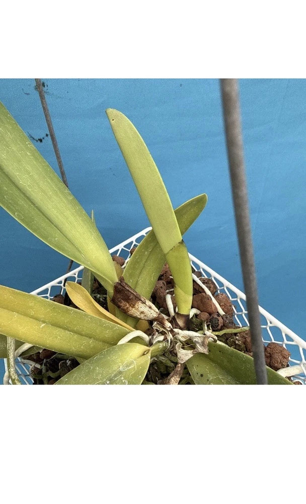 Orchid plant with green leaves in white pot basket