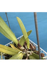 Bonsai Tools Cattleya ÔMem E. Oliveros ÔAlbertaÕ Orchid Eros Species Black Orchids