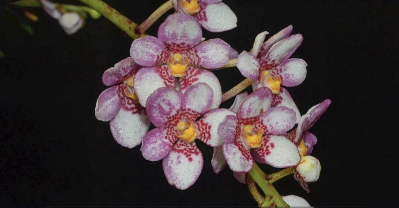 Pink and purple orchid blooms with speckled petals and yellow centers on stems